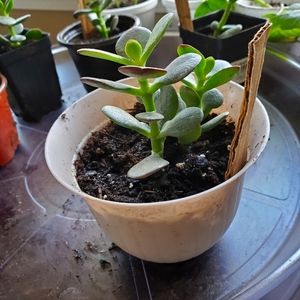 #5 Jade LIVE HOUSE PLANT
